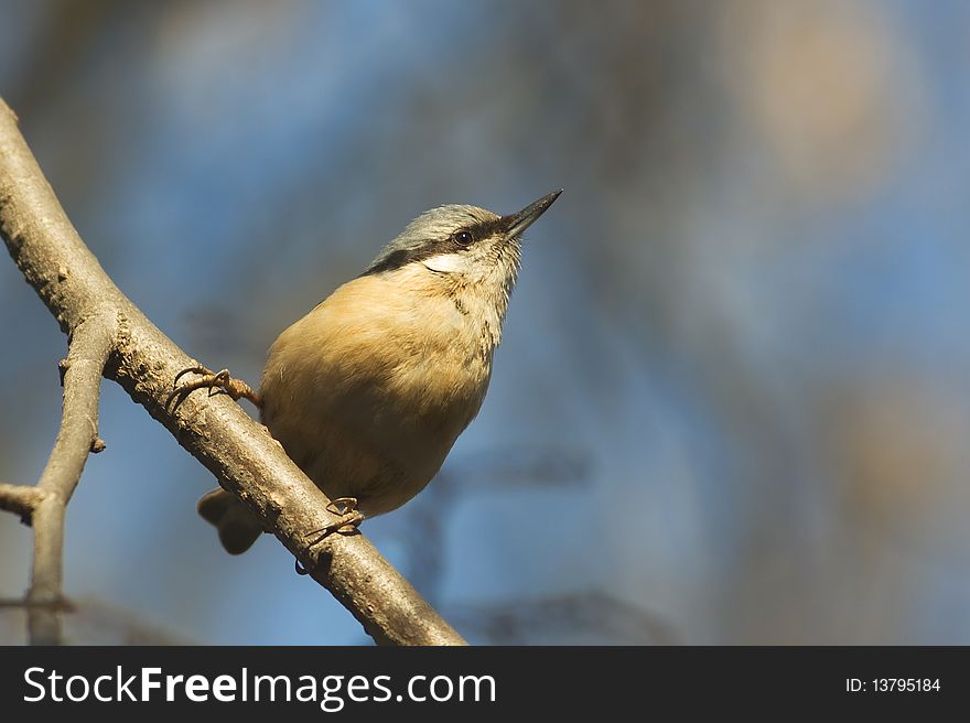 Eurasian nuthatch (Sitta europaea)on a branch against the blue sky