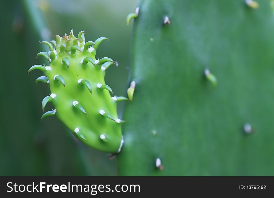 Cactus is a vibrant green ground for Long