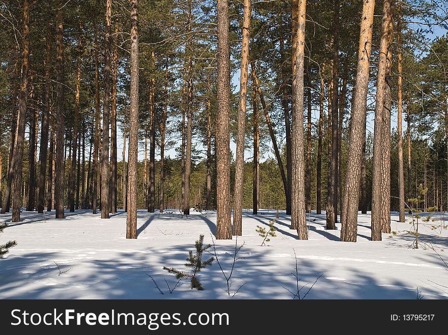 Pine Pine Forest