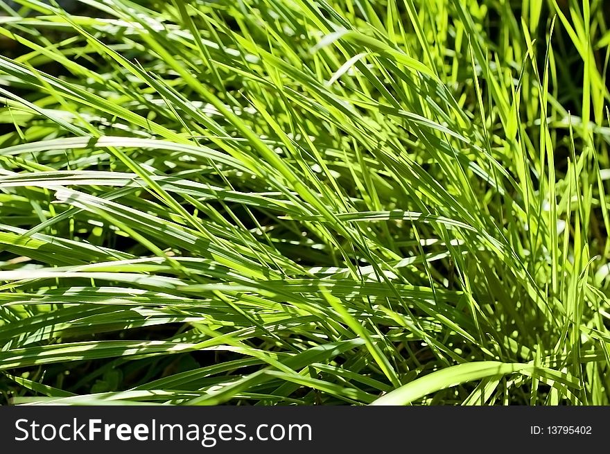 Clean grass texture, could easily be used in any design, enjoy. Clean grass texture, could easily be used in any design, enjoy.