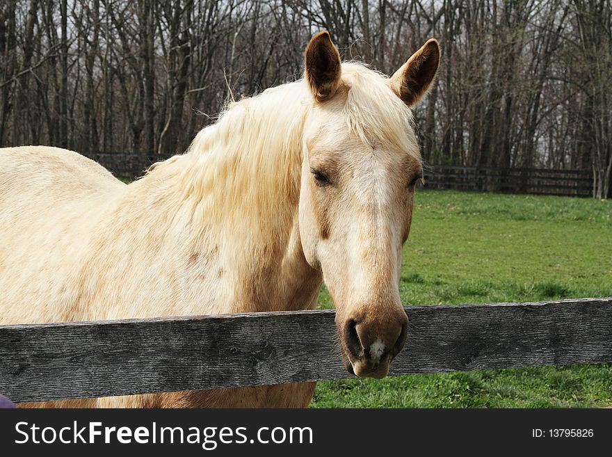 A blond colored horse looking over its pasture fence. A blond colored horse looking over its pasture fence.
