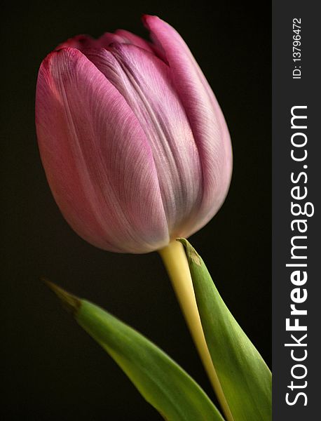 Close up of a pink tulip on a black background. Close up of a pink tulip on a black background