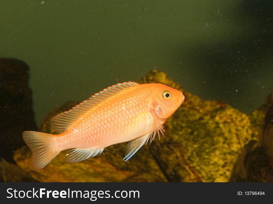 Red Cichlid In Aquarium