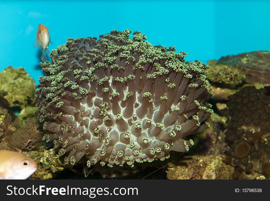 Coral or Anemone in Saltwater Aquarium. Coral or Anemone in Saltwater Aquarium