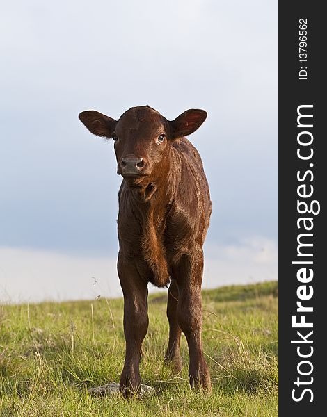 A young calf on the South African Highveld countryside. A young calf on the South African Highveld countryside