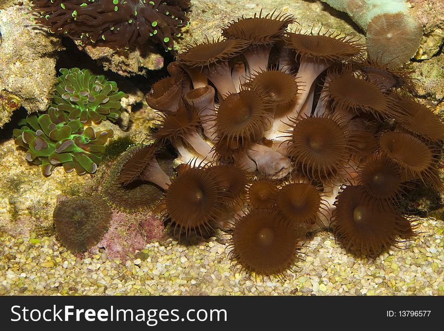 Brown Coral In Aquarium