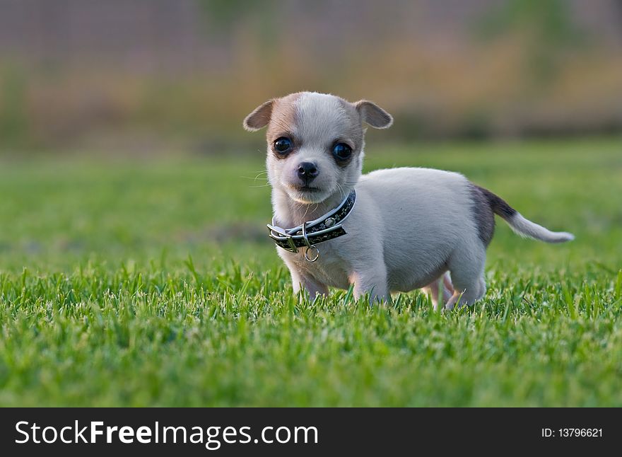 A little puppy stands on a soft green lawn. A little puppy stands on a soft green lawn.