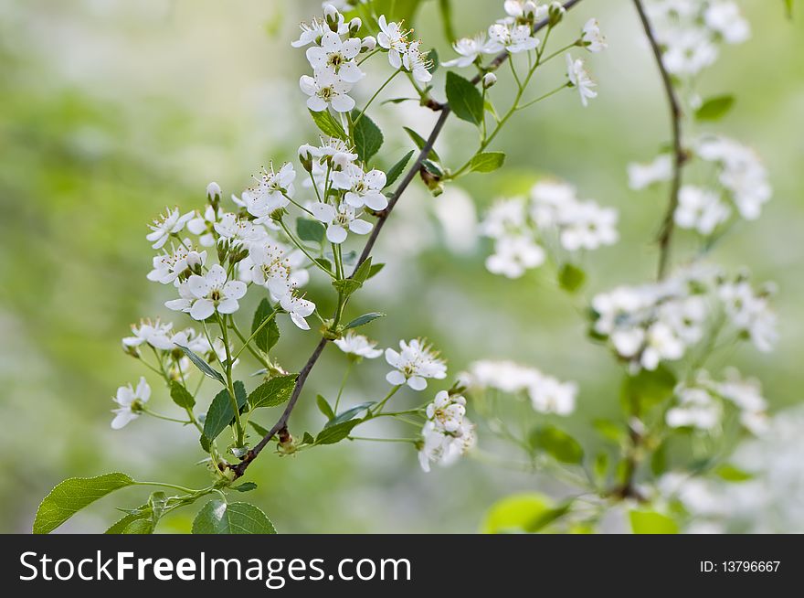 Cherry blossoms, spring day macro