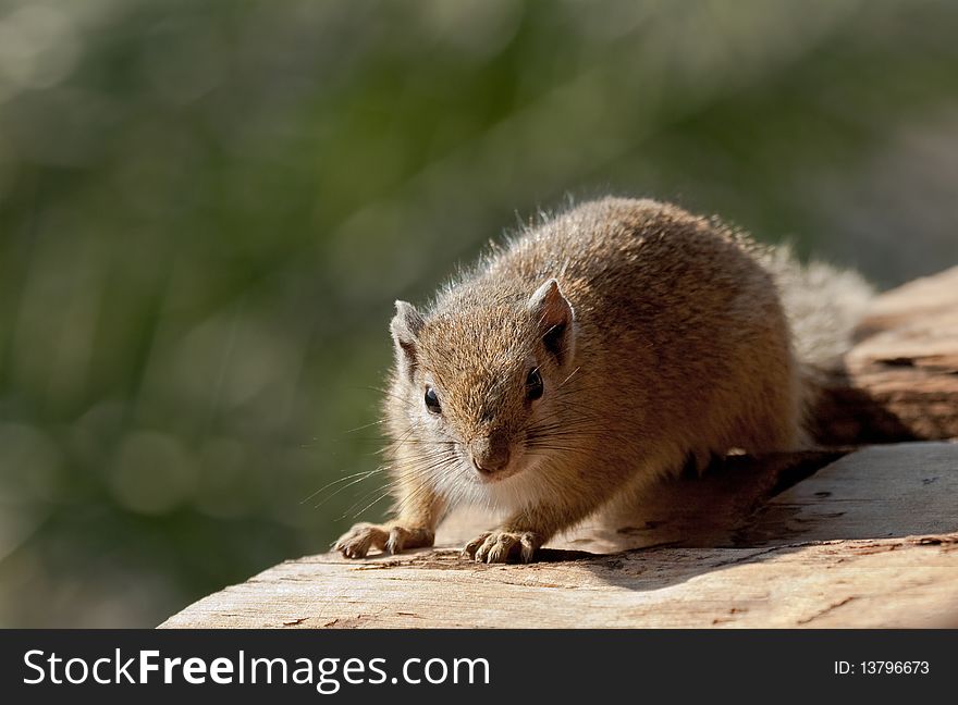A squirrel soaks up the morning sun in Africa. A squirrel soaks up the morning sun in Africa.
