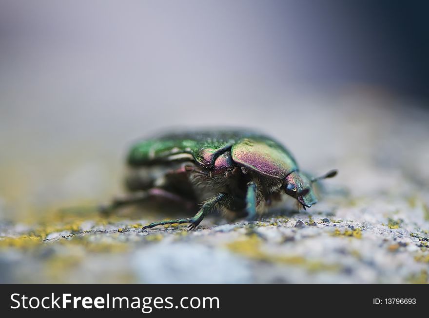 Spring Green Rose chafer (Cetoniinae)