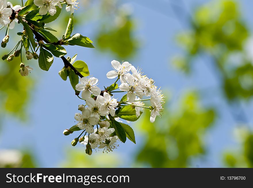 Cherry Blossoms