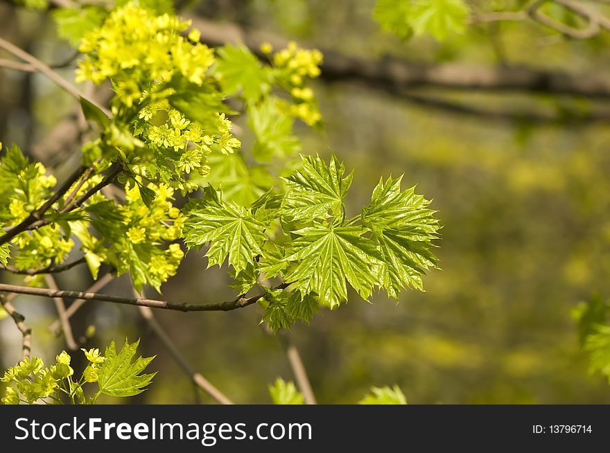 Spring young sprout of maple