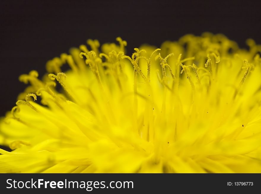 Close-up of yellow flower, focus is on the stamens. Close-up of yellow flower, focus is on the stamens.