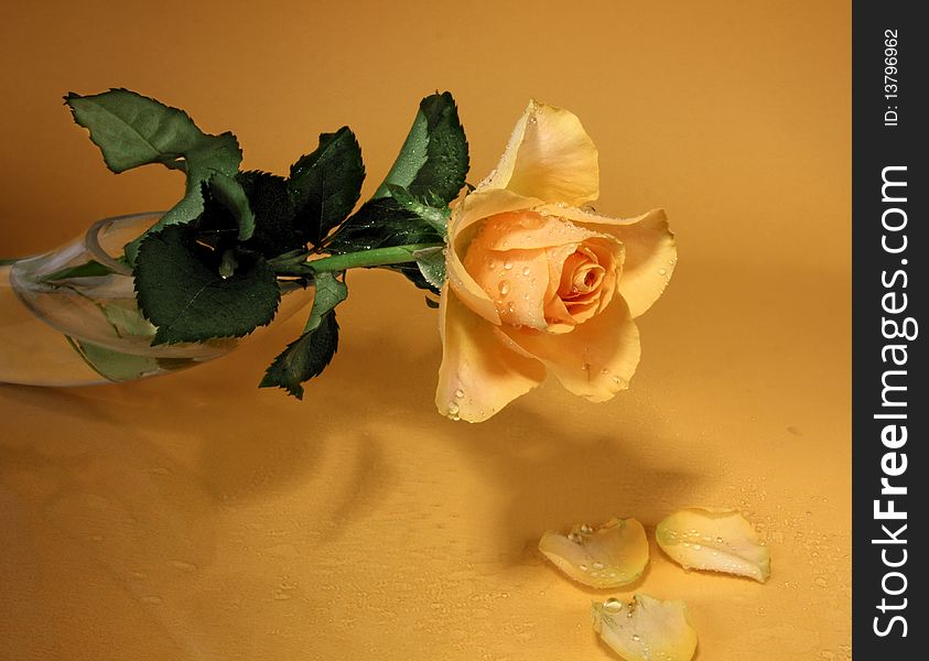 Single yellow rose on a yellow background