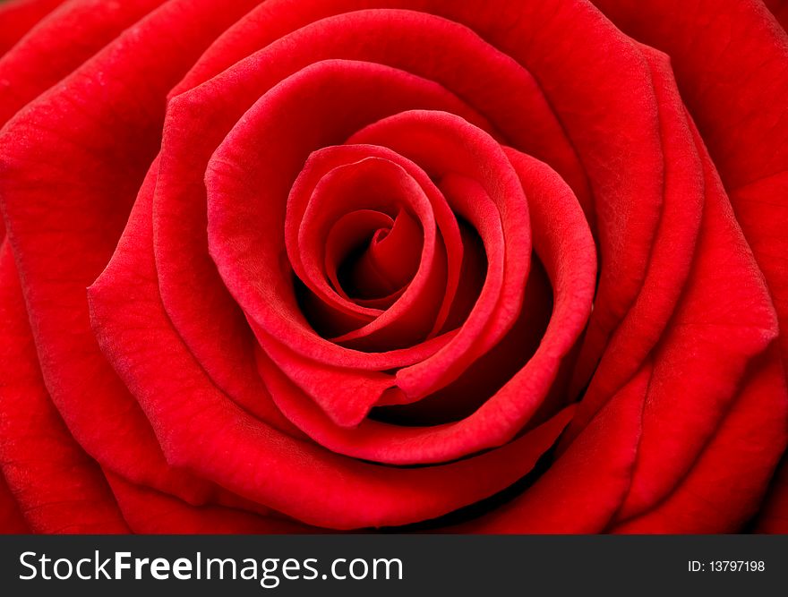 Macro of beautiful red rose. Macro of beautiful red rose