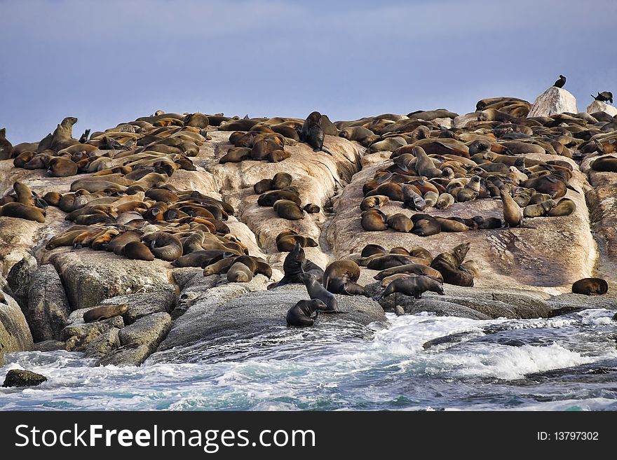 Lots of seals laying and resting on a rocky island. Lots of seals laying and resting on a rocky island.