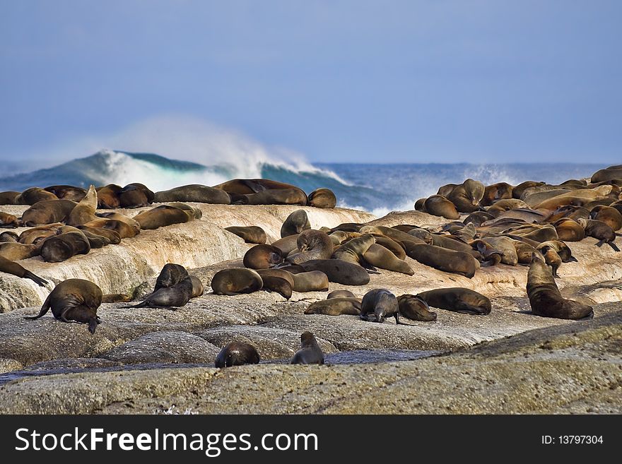 Large group of seals on a rocky island with wave crashing in the background. Large group of seals on a rocky island with wave crashing in the background.