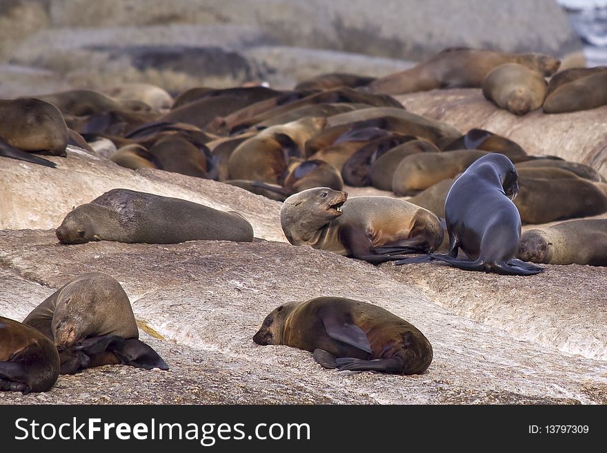 Group of seals resting on a rocky island.