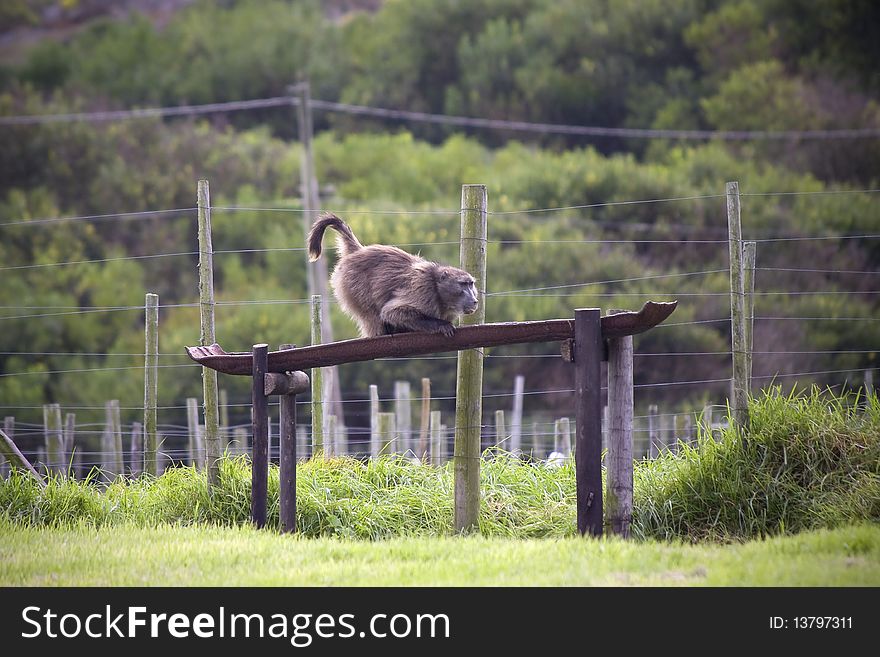 Baboon eating feed out of a feeder in rural landscape.