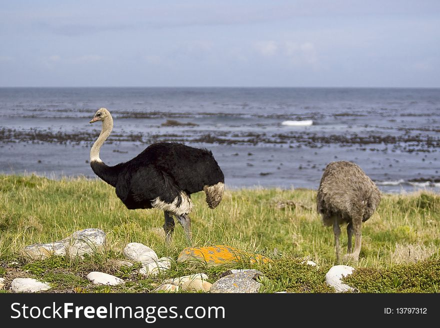 Two ostrich standing in tall grass next to the ocean.