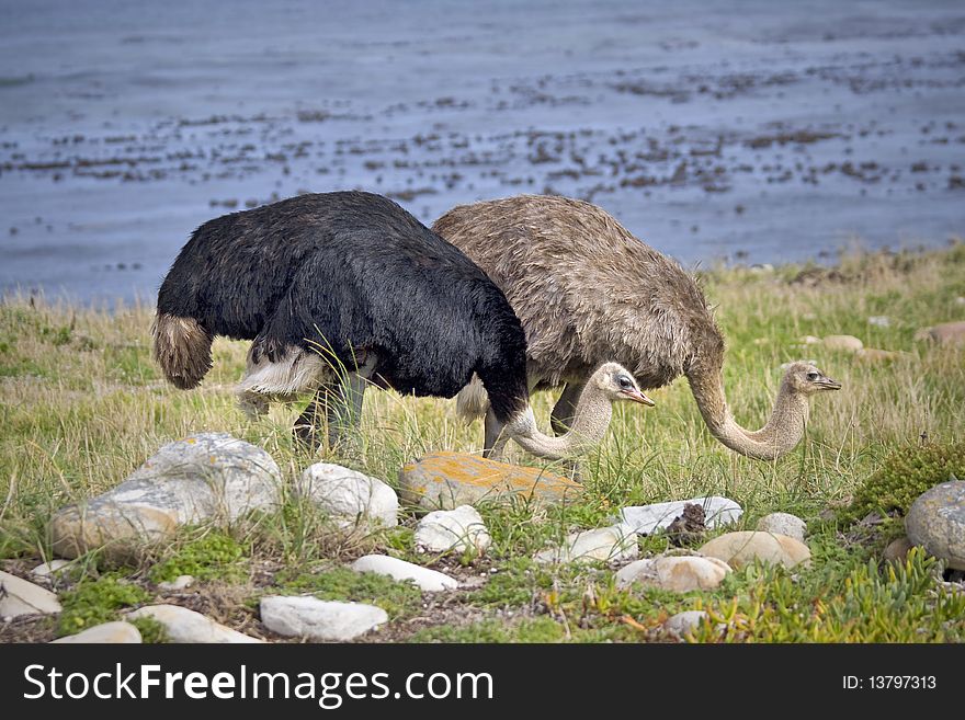 Two ostrich standing in tall grass next to the ocean.