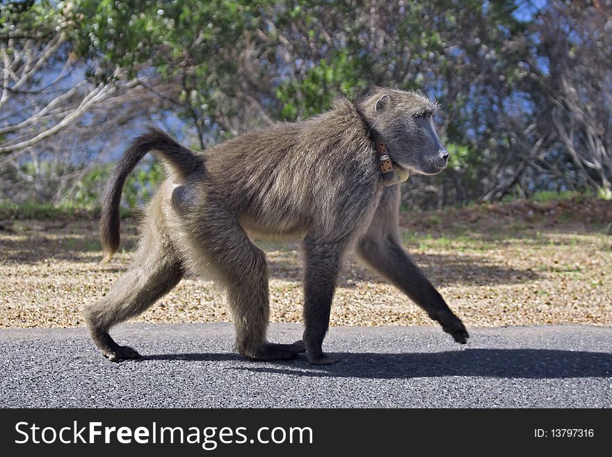 A baboon walking along a road side. A baboon walking along a road side.