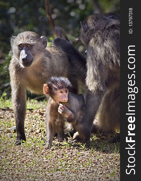 Small family of baboons with small baby in front. Small family of baboons with small baby in front.