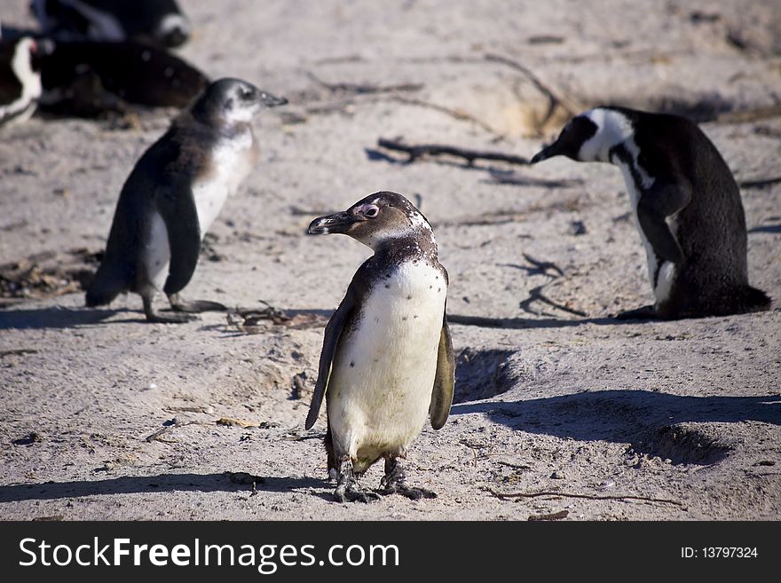 Group of penguins standing on a large rock.