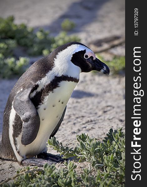 Close up of a single penguin standing next to vegetation. Close up of a single penguin standing next to vegetation