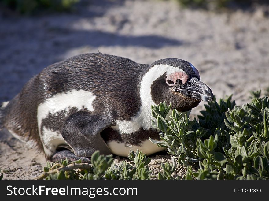 Close up of penguin laying and relaxing next to some vegetation. Close up of penguin laying and relaxing next to some vegetation.