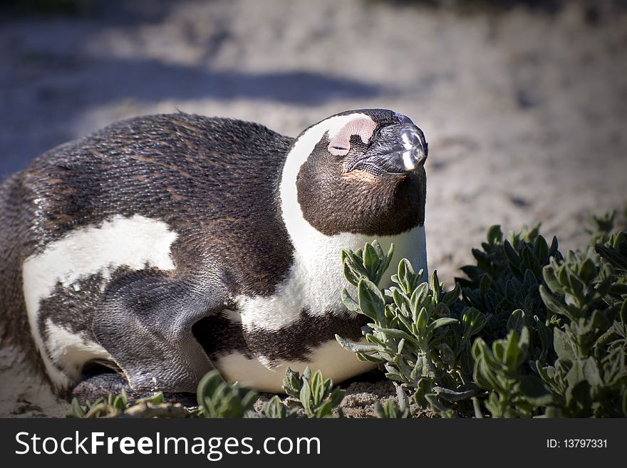 Close up of penguin laying down next to some vegetation. Close up of penguin laying down next to some vegetation.