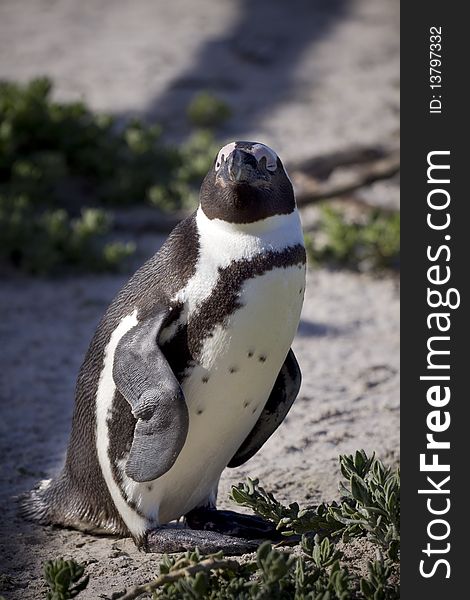 Single penguin standing next to some vegetation. Single penguin standing next to some vegetation.