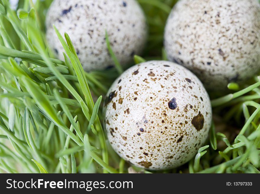 Quail eggs in grass