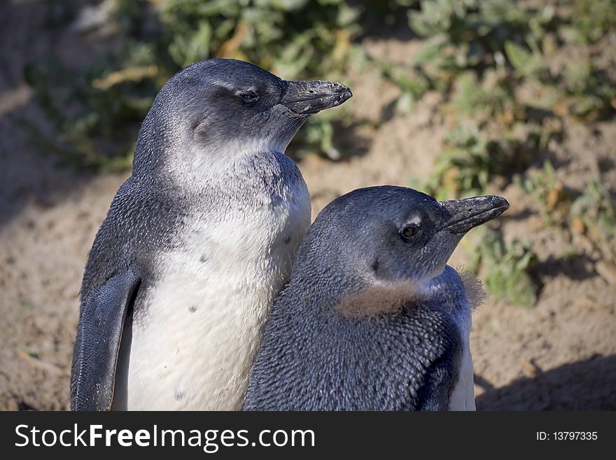 Two young penguins standing next to each other.