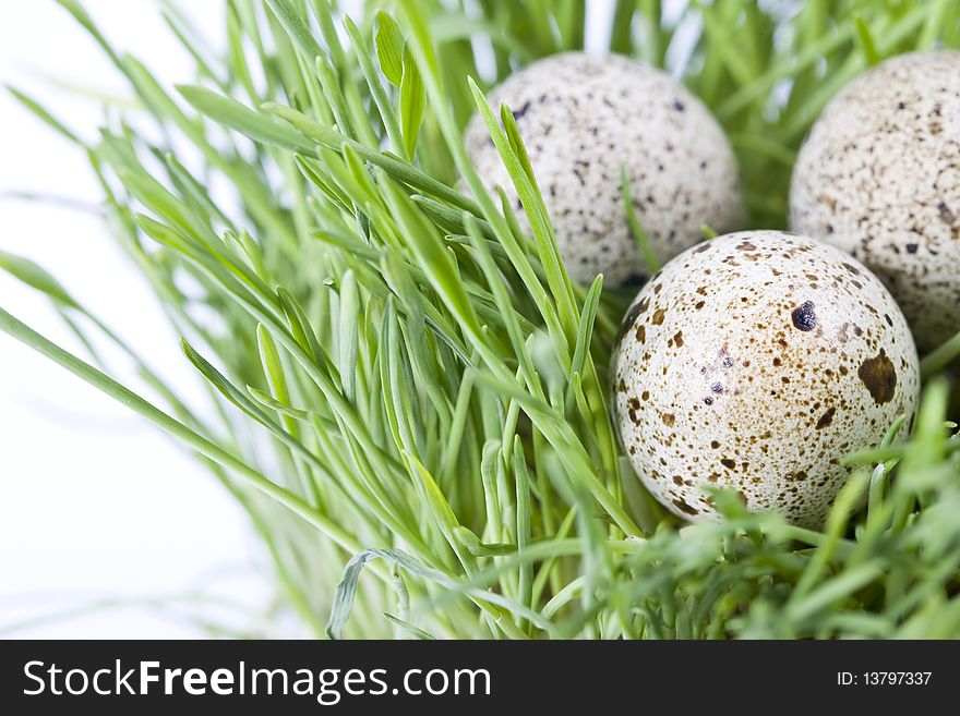 Quail eggs in grass