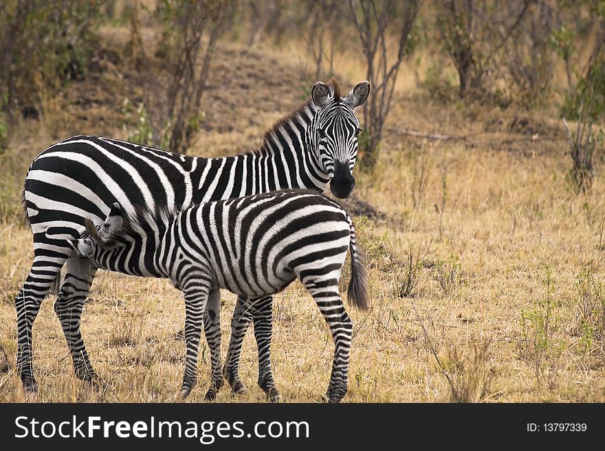 Young zebra nursing from it's mother in field. Young zebra nursing from it's mother in field.