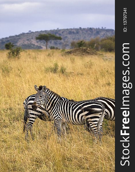 Several zebras standing in African field with tall grass. Several zebras standing in African field with tall grass.