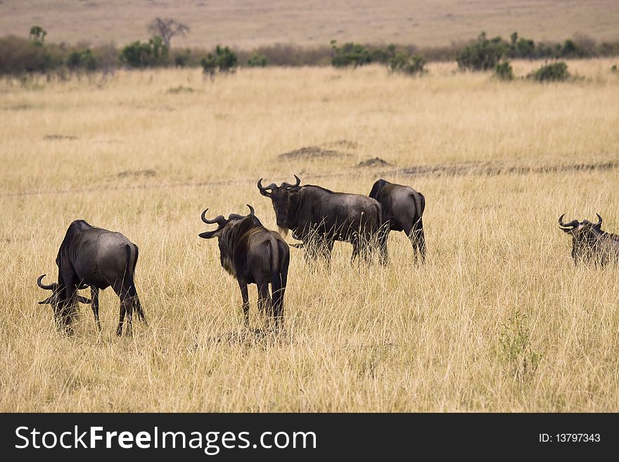 Group of wildebeest grazing in the grasslands of Africa.