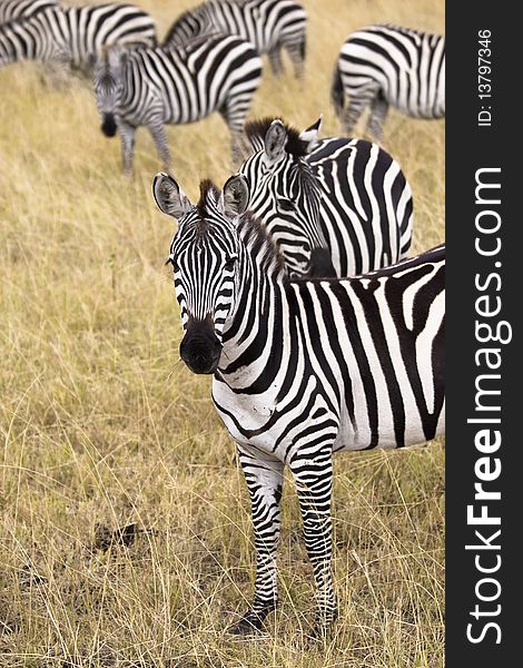 Group of zebras standing in grassy plains.