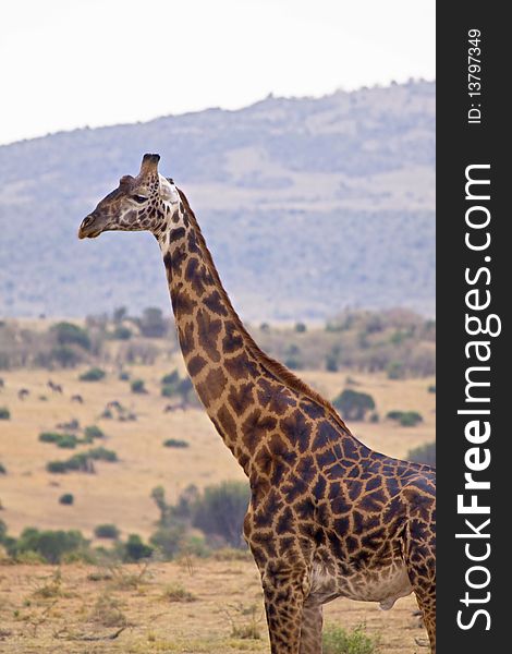 Close up of tall giraffe standing in African plain. Close up of tall giraffe standing in African plain.