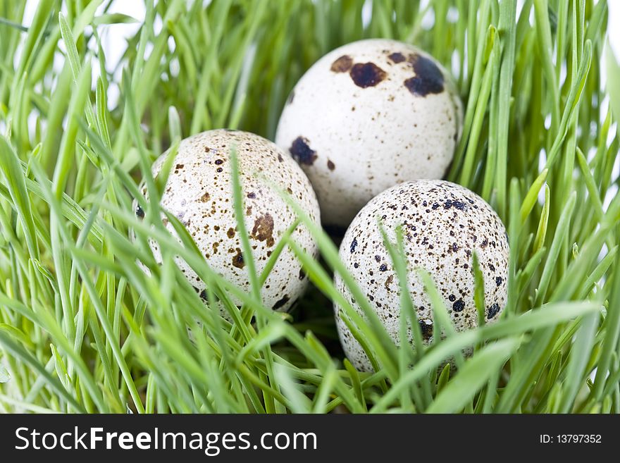 Quail Eggs In Grass