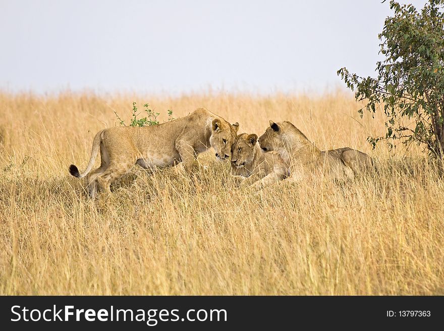 Group of female lions laying on small hillside in Africa.