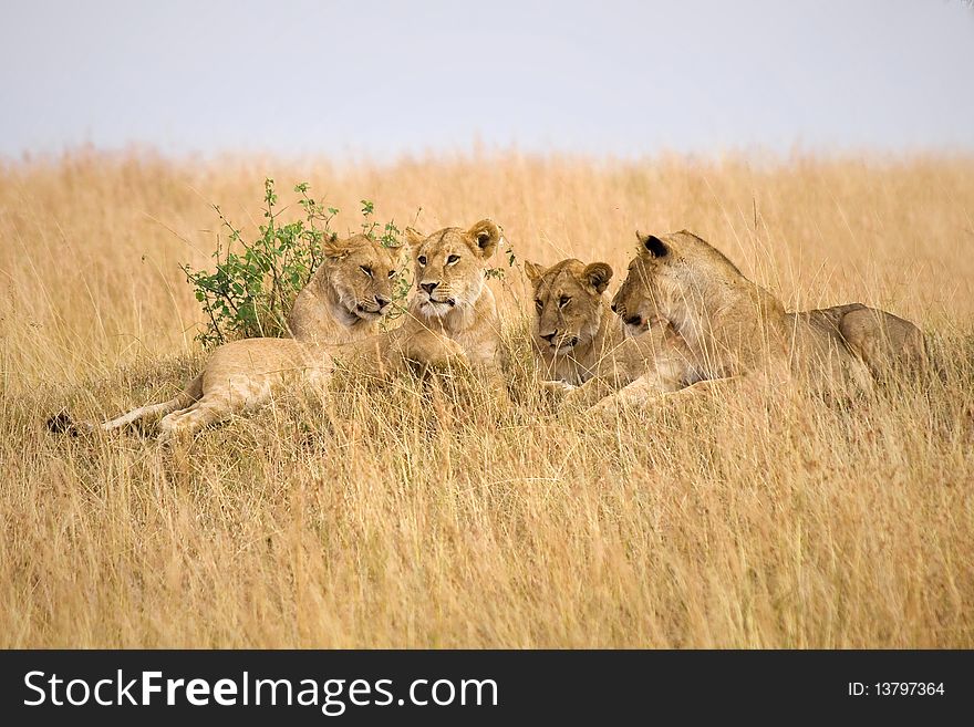 Group of female lions laying on a small hillside in Africa.