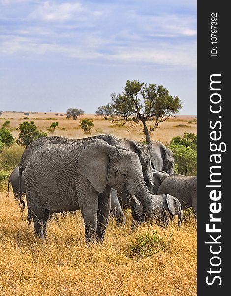 Group of elephants standing in the wild bush of Africa.