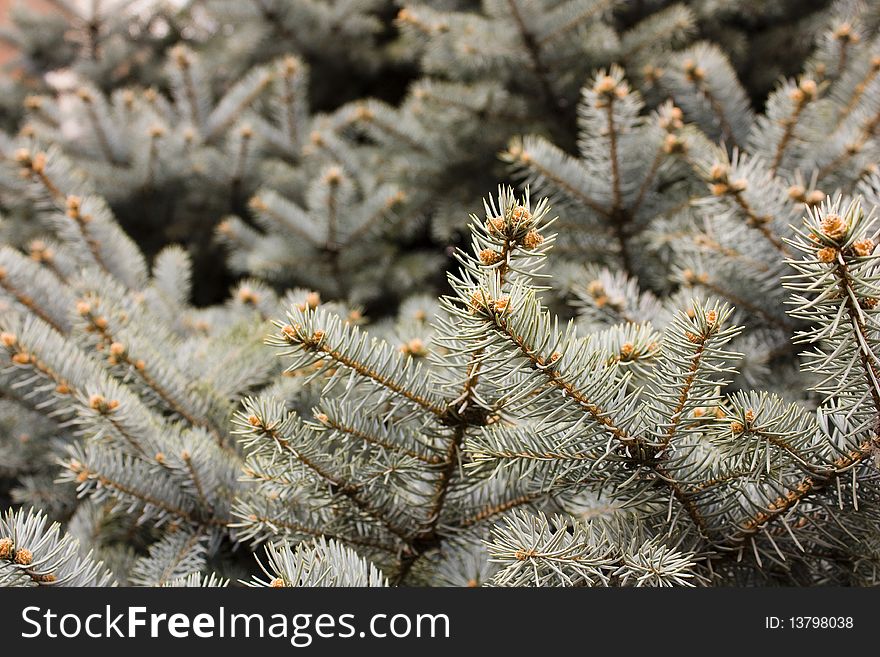 The branches of blue spruce with young shoots. The branches of blue spruce with young shoots