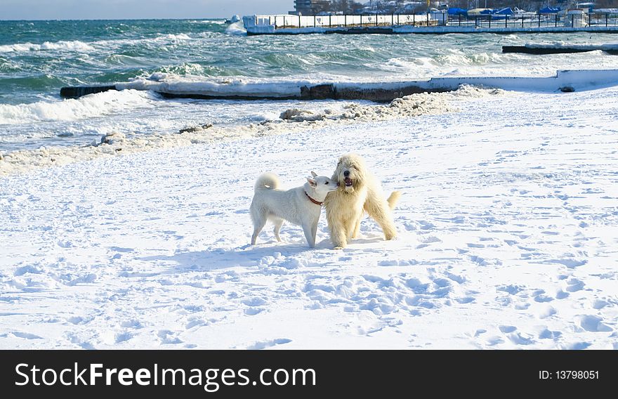 Two white dogs are plaing in snow in winter on the beach. Samoyed and russian sheep dog. Two white dogs are plaing in snow in winter on the beach. Samoyed and russian sheep dog