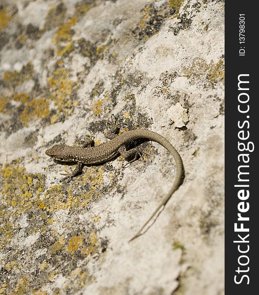 Brown  Lizard on the rock
