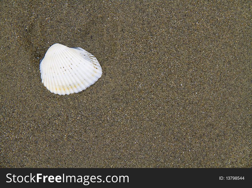 Shell on wet sand of the beach