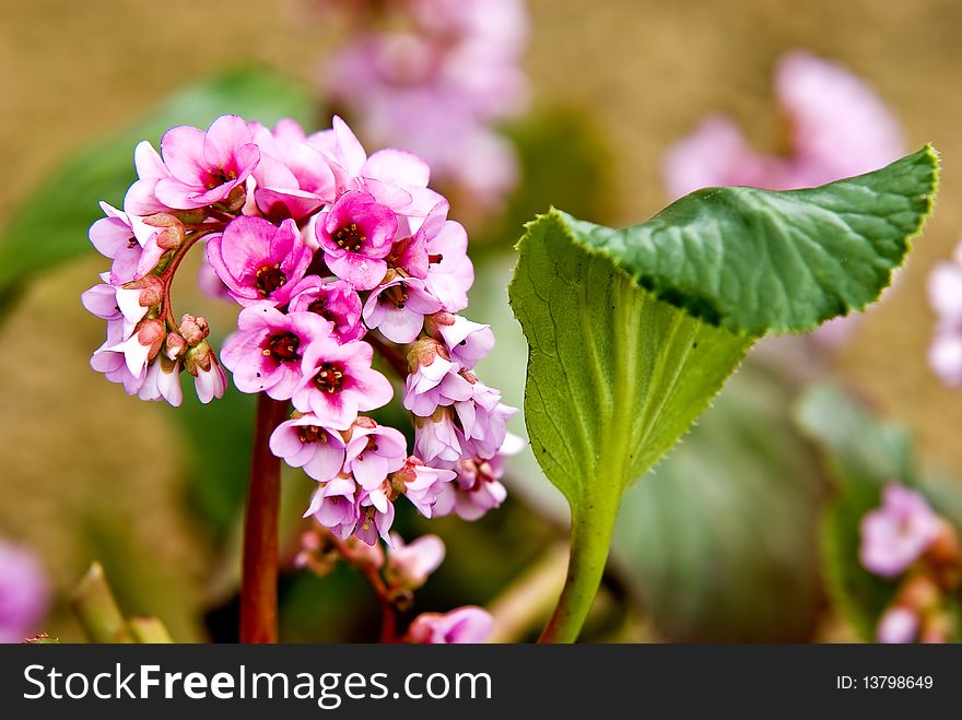 Detail of spring flower in the garden