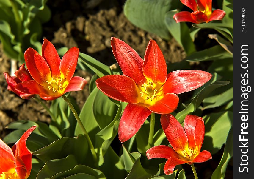 Red flowers